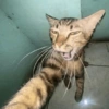 Selfie gatitos 😛 23