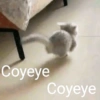 Coyeye Coyeye