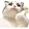Gatos 8