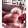 Cute Cat 24