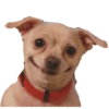 Dogs and Cats 18