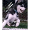 Wi
@buckhuskysib
eriano