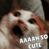 Anime And Cats 10