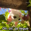 Gatitos Shitposting 2 15