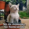 Gatitos Shitposting 2 17