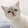 Gatos divertidos 😼 7