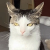 Monkeycatluna 26