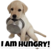 Puppies 11