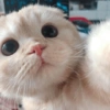 I love cats 4 6