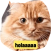 Gatito 7