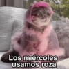 Gatitos Shitposting 2 29