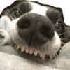Bruce Wayne Dog 8