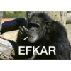 Goril 8