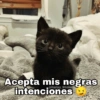 Acepta mis negras intenciones @Harley_Stickers