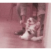 Animales 27