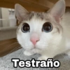 Animalitos con frases 3❤️😎 6