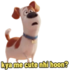 Secret Life of Pets 7