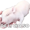 CERDITOS CARIÑOSOS 9