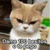 Gatitos Shitposting 2 23