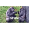 Goril 5