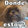 Peyitos Bonitos❤️🐕 29