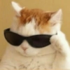 Cat World Domination 7