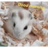 Good morning