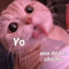 Gatitos Shitposting 2 8