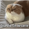 Gatos Cura Depresión😎🙀MEMES 8