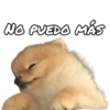Perritos reacciones ✨🐶 5