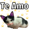 🐱🐾Mishis Para Tu Crush II💘😻  7