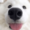 🐶 Samoyedo Reacciones 🐾 25