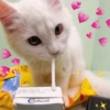 Cat World Domination 5