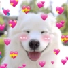 🐶 Samoyedo Reacciones 🐾 7