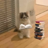 Mood Gatitos😎🐱 21
