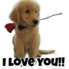 Puppies 8
