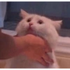 Meong  8