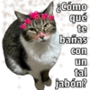 🐱🐾Mishis Para Tu Crush II💘😻  8