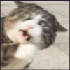 Funny cats meme 6