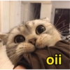 Respostas pra vc usar no zap 7