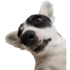 CatiPanda1 25