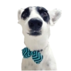 CatiPanda1 4