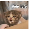 Gatos Cura Depresión😎🙀MEMES 6