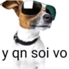 y qn soi vo