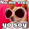 Peyitos Bonitos❤️🐕 23