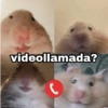Animalitos con frases 3❤️😎 21