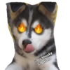 @buckhusky
siberiano