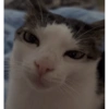 Monkeycatluna 25