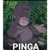 PINGA