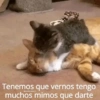 Tenemos que vernos tengo muchos mimos que darte @michis.para.ci